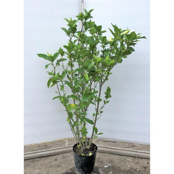 八重咲きクチナシ 株立ち 約1.2m 現品発送 特大株 大苗植木苗木