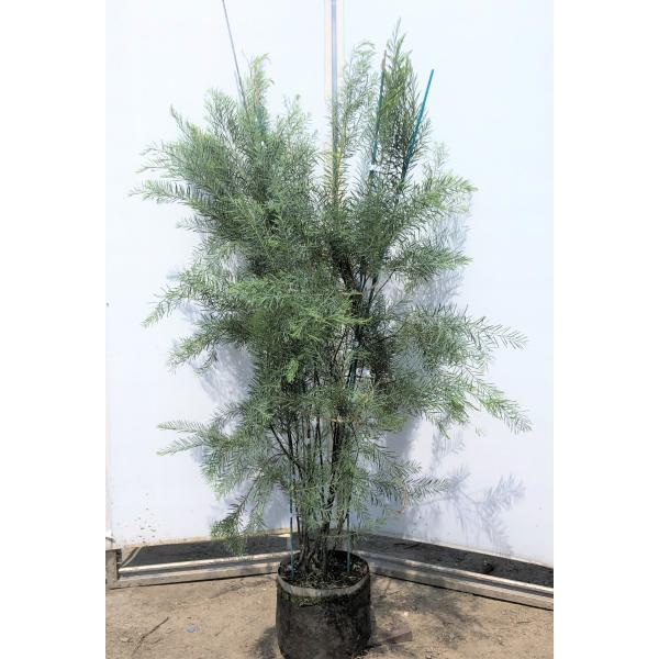 植木 盆栽 アカシアの人気商品 通販 価格比較 価格 Com