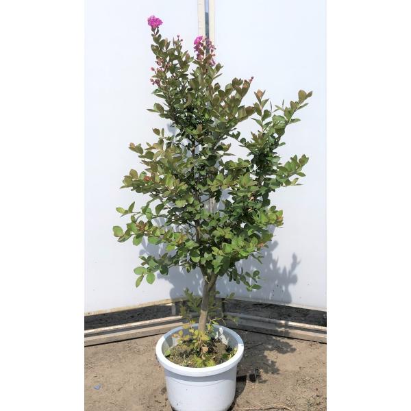 サルスベリ 苗 盆栽 植木の人気商品 通販 価格比較 価格 Com