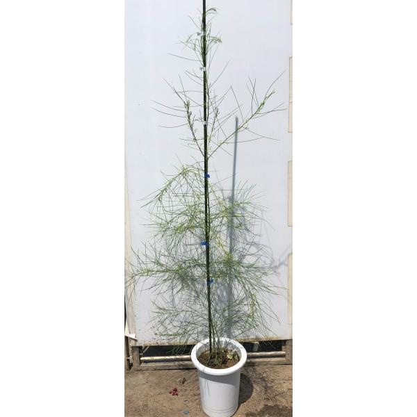 アカシア 鉢植えの人気商品 通販 価格比較 価格 Com