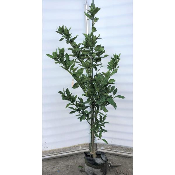 みかん 農業資材 ガーデニング用品の人気商品 通販 価格比較 価格 Com