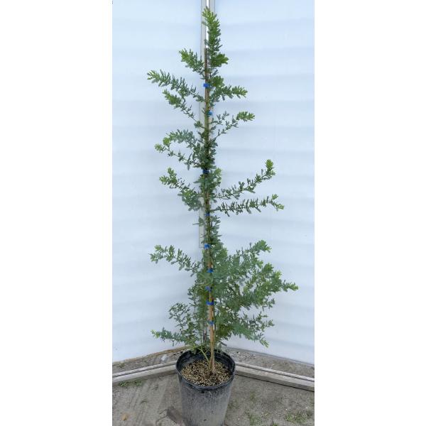 植木 盆栽 ミモザの人気商品 通販 価格比較 価格 Com