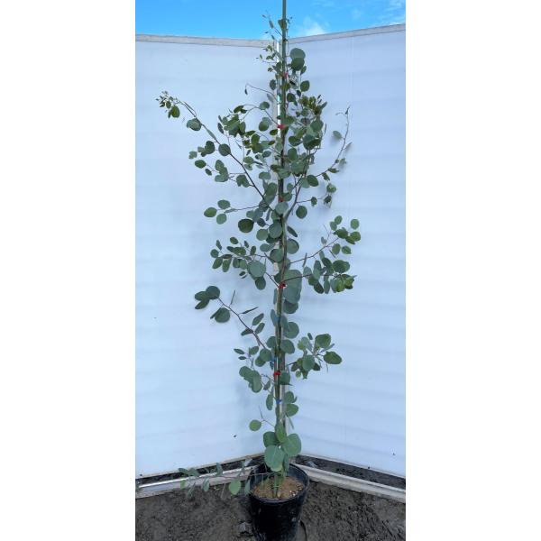 ユーカリ ポポラス 植木 盆栽の人気商品 通販 価格比較 価格 Com