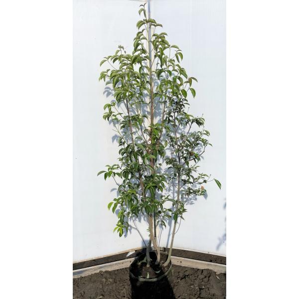 ヤマボウシ 株立ち 盆栽 植木の人気商品 通販 価格比較 価格 Com