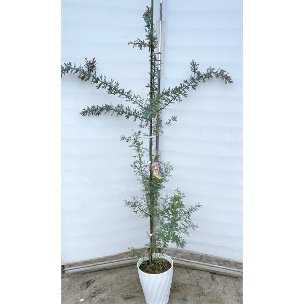 アカシア 鉢植え 植木 盆栽の人気商品 通販 価格比較 価格 Com