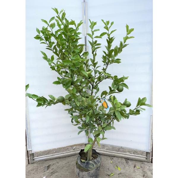 レモン 鉢植えの人気商品 通販 価格比較 価格 Com