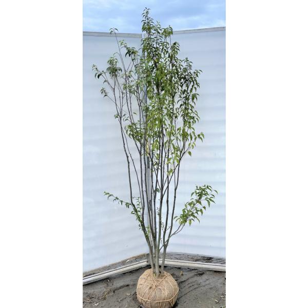 常緑 株立ち 盆栽 植木の人気商品 通販 価格比較 価格 Com