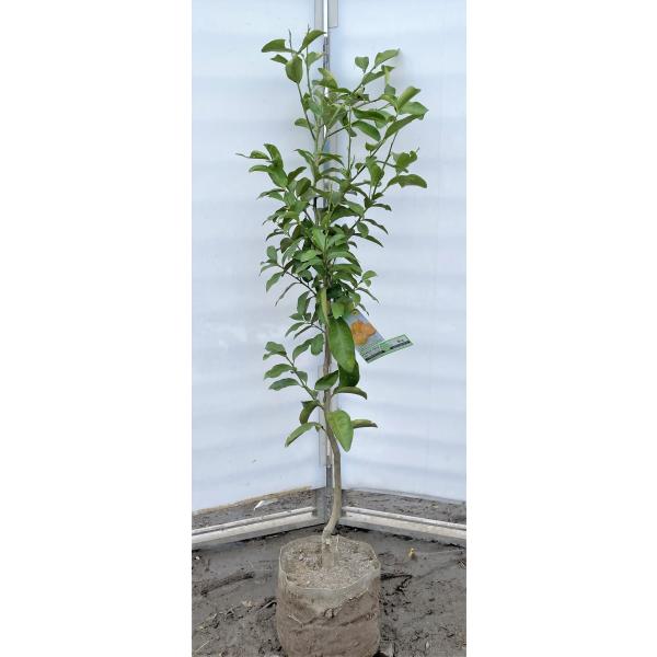 レモン 鉢植えの人気商品 通販 価格比較 価格 Com