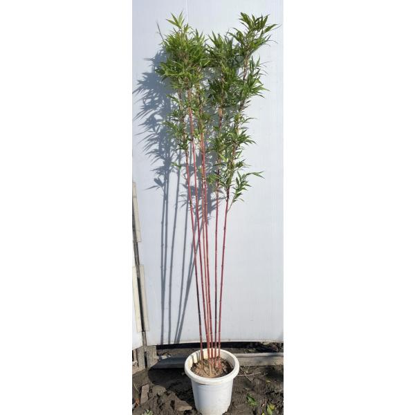 紅寒竹 6本株立ち 約1.5m 現品発送 植木苗木大苗 紅竹 朱竹