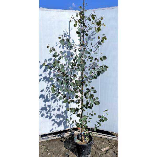 ポポラス 鉢植えの人気商品 通販 価格比較 価格 Com