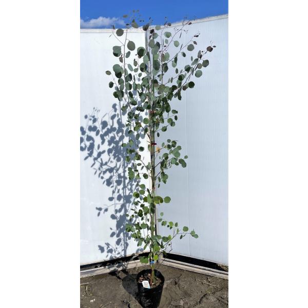 ポポラス 鉢植えの人気商品 通販 価格比較 価格 Com