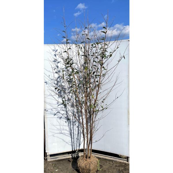 エゴノキ 株立 盆栽 植木の人気商品 通販 価格比較 価格 Com