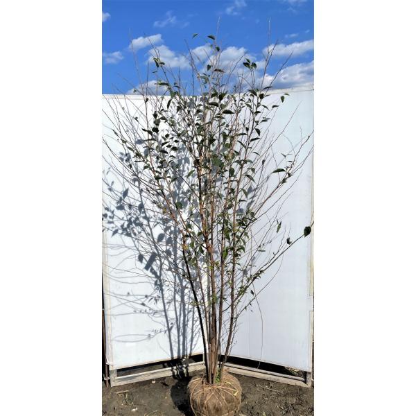 エゴノキ 株立 盆栽 植木の人気商品 通販 価格比較 価格 Com