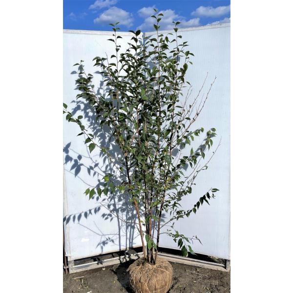 新品 エゴノキ株立ち 2 3m露地 2本セット 送料無料 保付 植木 庭木