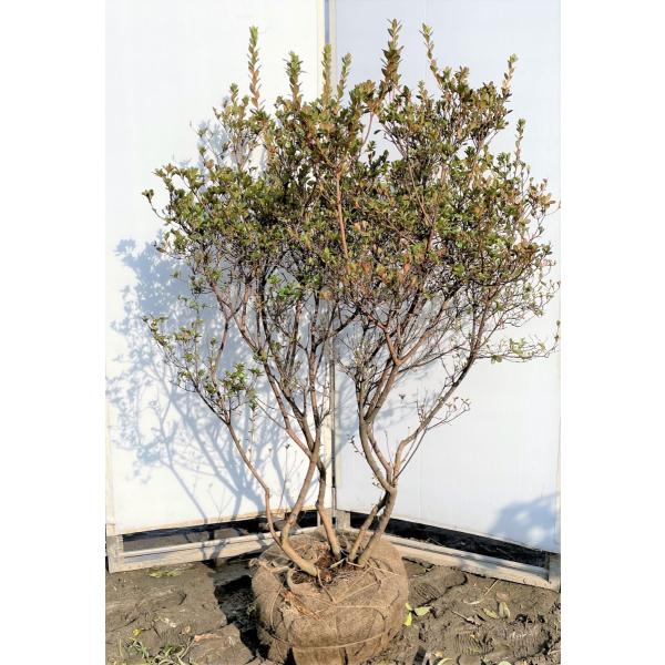 {ccW@@1.6@i@؊@Aؕcؑc@zLV}@{LV}@Ύ@