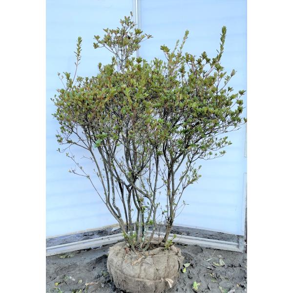 キリシマ ツツジ 盆栽 植木の人気商品 通販 価格比較 価格 Com