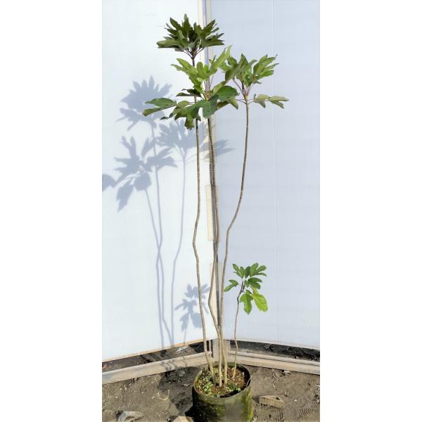 カクレミノ 株立ち 約1.5m 現品発送 特大株 植木苗木大苗