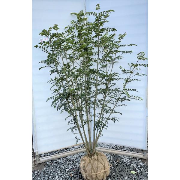 ♥大特価・特別販売特売・大量10本 ♥大絶賛中♥シマトネリコ苗木50～130㎝