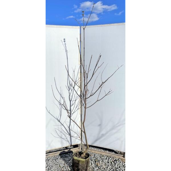 西洋ニンジンボクの通販 価格比較 価格 Com