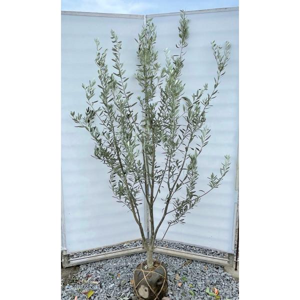 オリーブの木　シプレッシーノ　約3メートル　【引取り限定】 オリーブの木 シプレッシーノ 約3メートル 【引取り限定】 NEW