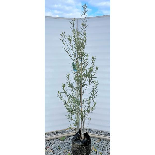 植木 盆栽 チプレッシーノの人気商品 通販 価格比較 価格 Com