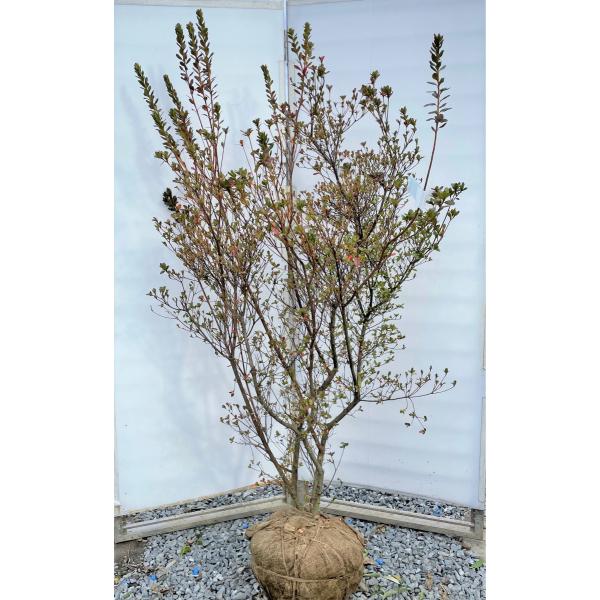 キリシマ ツツジ 盆栽 植木の人気商品 通販 価格比較 価格 Com