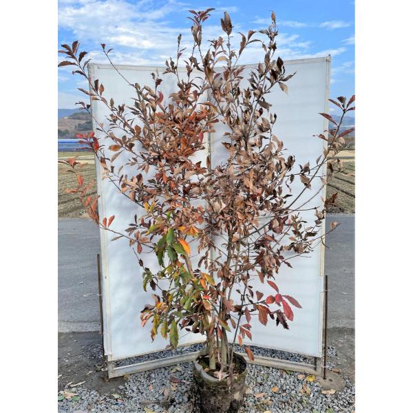 植木 盆栽 どんぐり の 木の人気商品 通販 価格比較 価格 Com