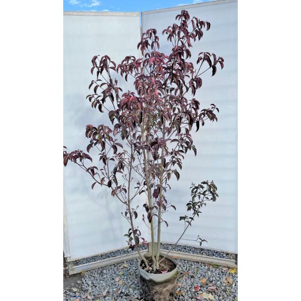 月光 株立ち 常緑ヤマボウシ 植木 盆栽の人気商品 通販 価格比較 価格 Com