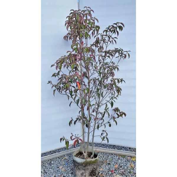 常緑 株立ち 盆栽 植木の人気商品 通販 価格比較 価格 Com