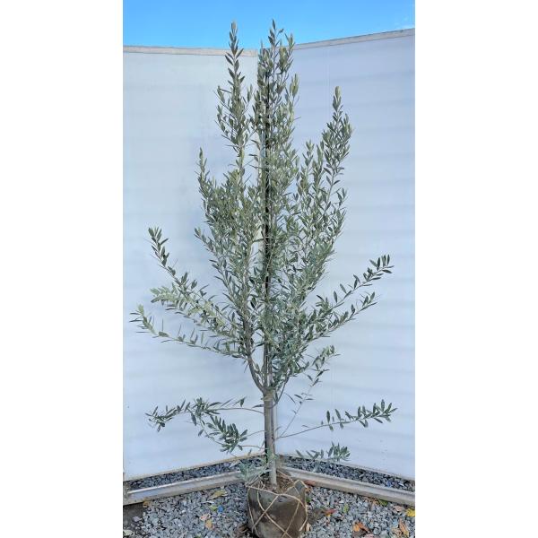 エレアコ用アンプ 薫さん専用 オリーブの木 直取り価格 新品即日出荷 植物 観葉植物 Visitor Neosofttech In
