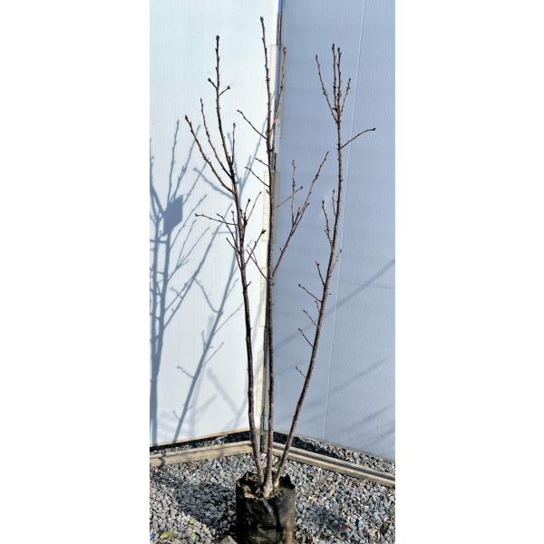 vZX@@1.8@i@劔@Aؕc؁@~r@炫i@