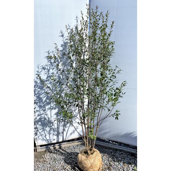 常緑 株立ち 盆栽 植木の人気商品 通販 価格比較 価格 Com