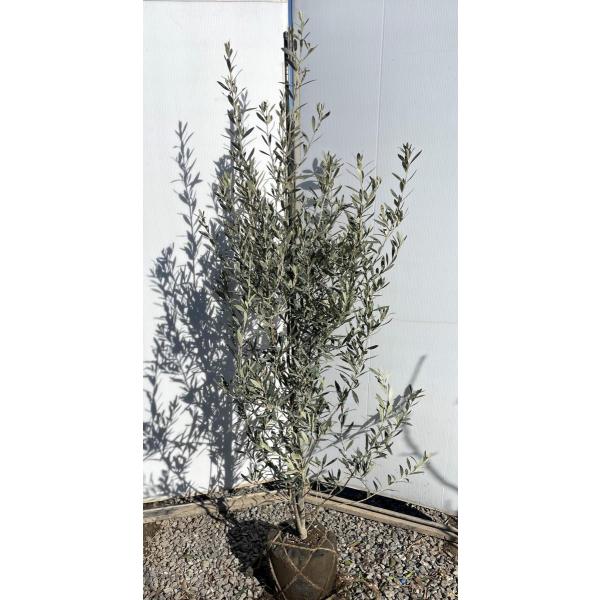 植木 盆栽 チプレッシーノの人気商品 通販 価格比較 価格 Com