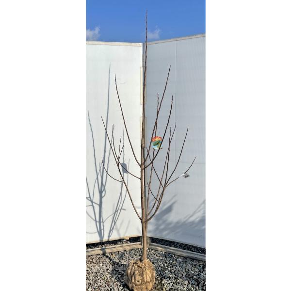 アケビ 苗 植木 盆栽の人気商品 通販 価格比較 価格 Com