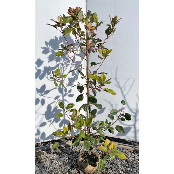 ロドレイアの木 約1.5m 現品発送 特大株 植木苗木 シャクナゲモドキ