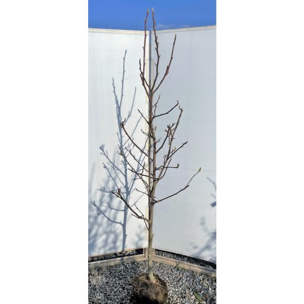 植木 盆栽 モクレンの人気商品 通販 価格比較 価格 Com