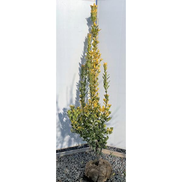 植木 盆栽 マサキの人気商品 通販 価格比較 価格 Com