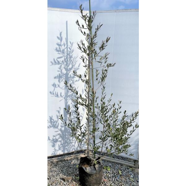 オリーブの木の通販 価格比較 価格 Com