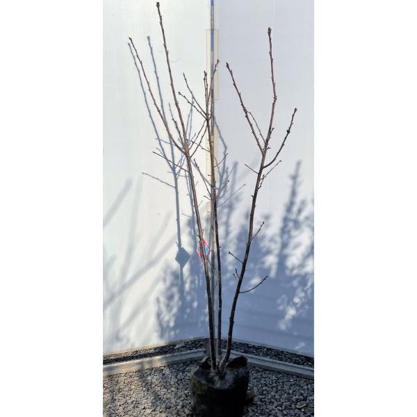 vZX@@1.8@i@劔@Aؕc؁@~r@炫i@