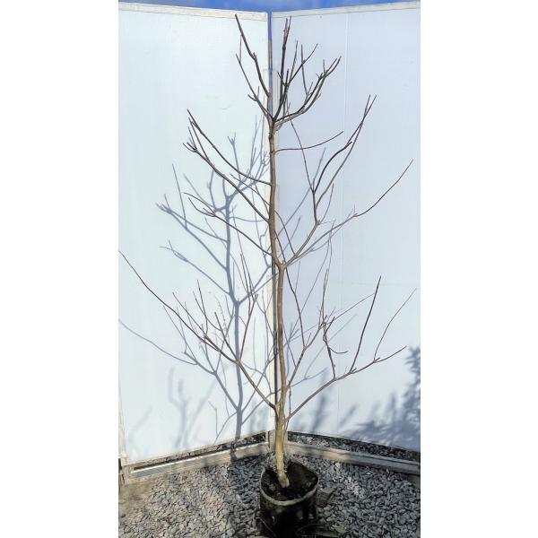 西洋ニンジンボクの通販 価格比較 価格 Com