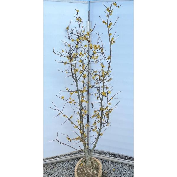 ロウバイ 盆栽 植木 植木 盆栽の人気商品 通販 価格比較 価格 Com