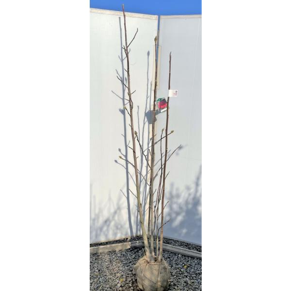 植木 盆栽 モクレンの人気商品 通販 価格比較 価格 Com