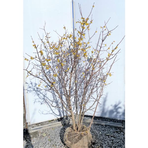 植木 蝋梅の人気商品 通販 価格比較 価格 Com