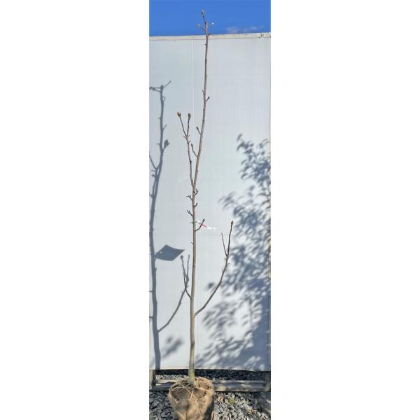 モクレン 苗の人気商品 通販 価格比較 価格 Com