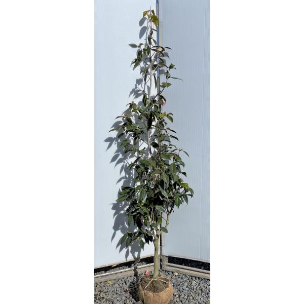 ւ̖؁@Yҁ@1.8@i@劔@A؁@c؁@c@sNԃcoL@^EJW@Ύ@