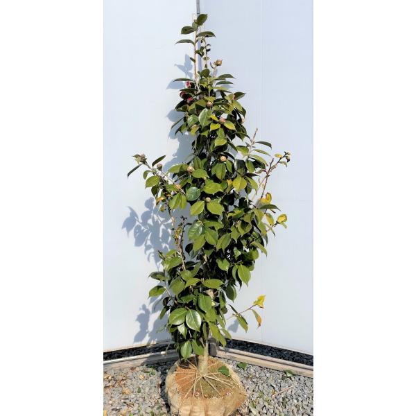 ւ̖؁@gqց@1.7@i@gԃcoL@ԉԃJRց@xjJRcoL@Aؕcؑc@Ύ@