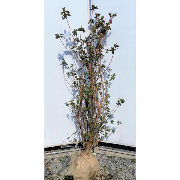 ԉԋvăccW@̎i@@1.5@i@劔Aؕcؑc@qmcJT@gԁ@Ύ@