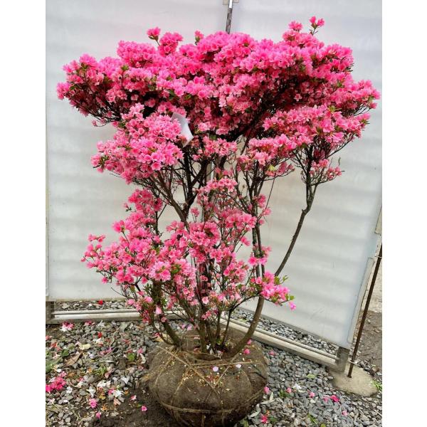 クルメツツジ/麒麟（キリン）大株【現品発送】管理70294