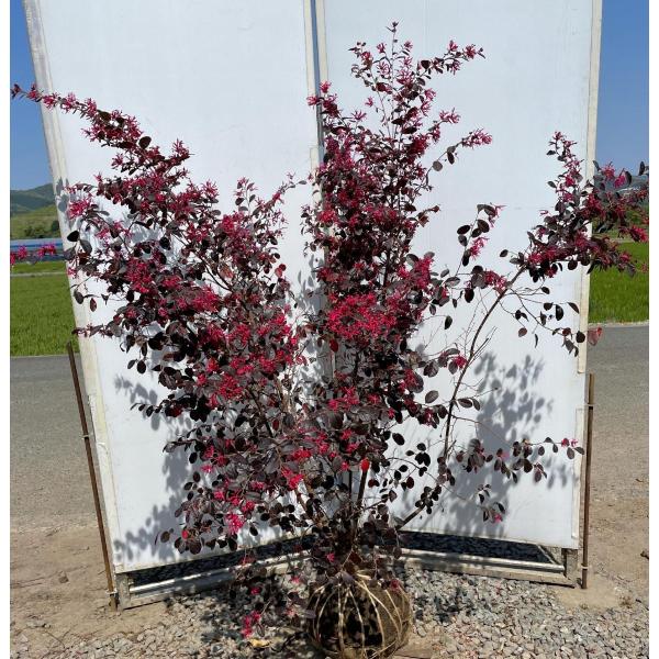 紅花トキキワマンサク ブラックパール 株立ち 約1.6m 現品発送 豪華株
