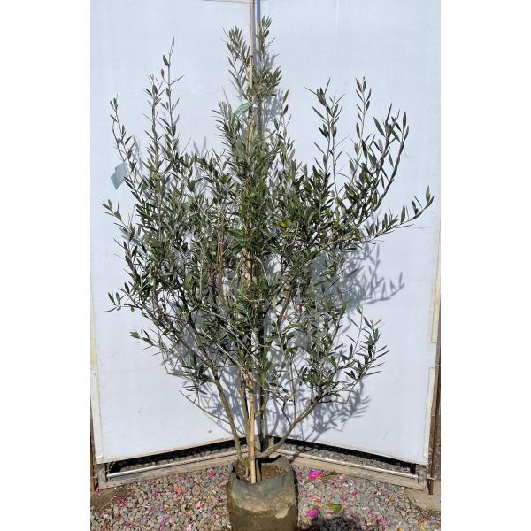 オリーブの木 モライオロ 約1.8m 現品発送 特大株 植木苗木大苗 希少